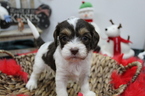 Small Photo #1 Cavapoo Puppy For Sale in FARMINGTON, MO, USA