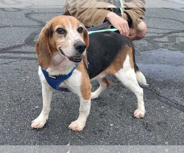 Medium Photo #1 Beagle Puppy For Sale in Silver Spring, MD, USA