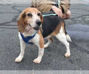 Beagle Dogs for adoption in Silver Spring, MD, USA