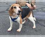 Arkansas - Male Beagle Dog for Adoption - Small photo