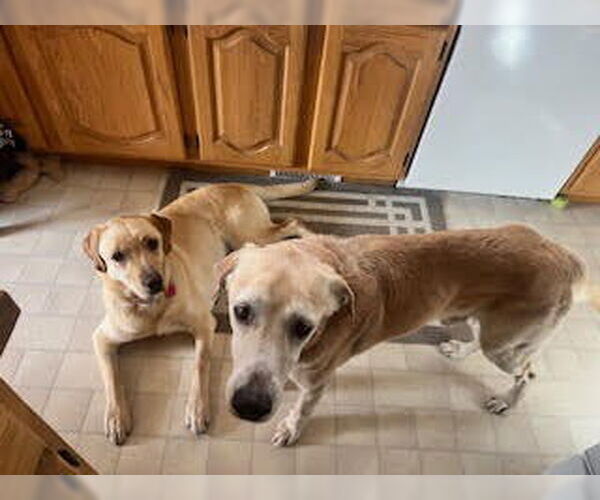 Medium Photo #3 Mutt Puppy For Sale in Salt Lake City, UT, USA