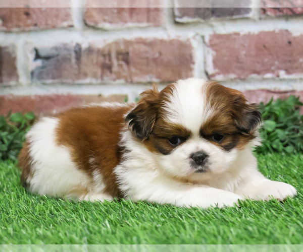 Medium Photo #3 Shih Tzu Puppy For Sale in SYRACUSE, IN, USA