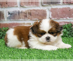 Small #2 Shih Tzu