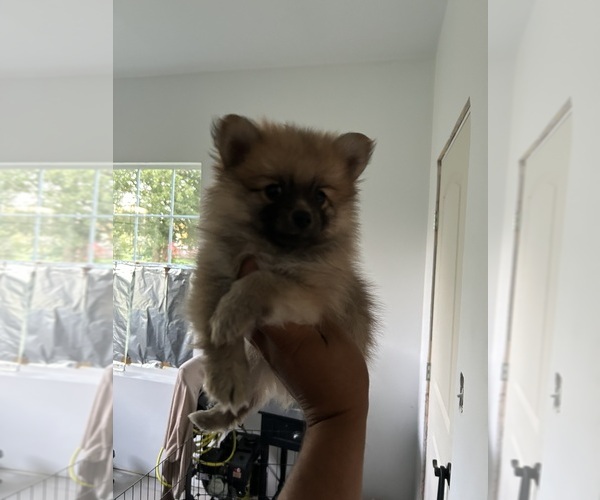 Medium Photo #6 Pomeranian Puppy For Sale in DEL VALLE, TX, USA