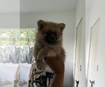 Small #5 Pomeranian