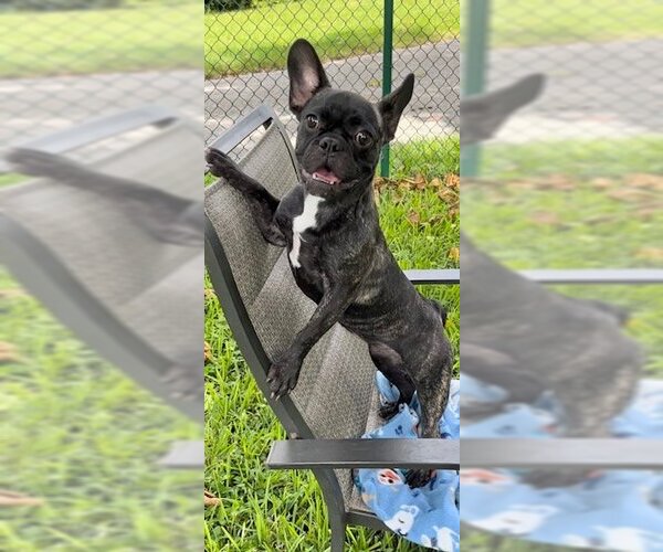 Medium Photo #3 French Bulldog Puppy For Sale in Weston, FL, USA