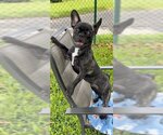 Small Photo #3 French Bulldog Puppy For Sale in Weston, FL, USA