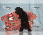 Small #7 Poodle (Toy)