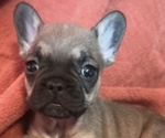 Small Photo #19 French Bulldog Puppy For Sale in DENVER, CO, USA