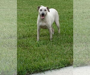 Mutt Dogs for adoption in Naples, FL, USA