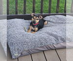 Small #1 Retriever  Mix
