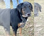 Small Photo #16 Coonhound Puppy For Sale in Boonton, NJ, USA