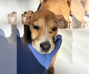 Labrador Retriever Dogs for adoption in Houston, TX, USA