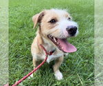 Small #3 Border Terrier
