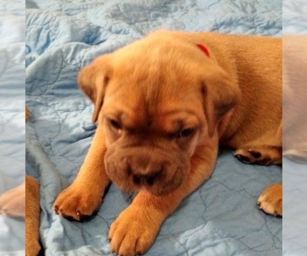 Medium Photo #10 Cane Corso Puppy For Sale in CHARLESTON, SC, USA