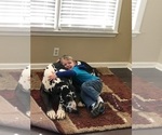 Small Photo #3 Great Dane Puppy For Sale in MONROE, GA, USA