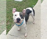 Small American Staffordshire Terrier Mix