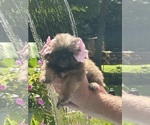 Puppy Puppy 5 Shih Tzu