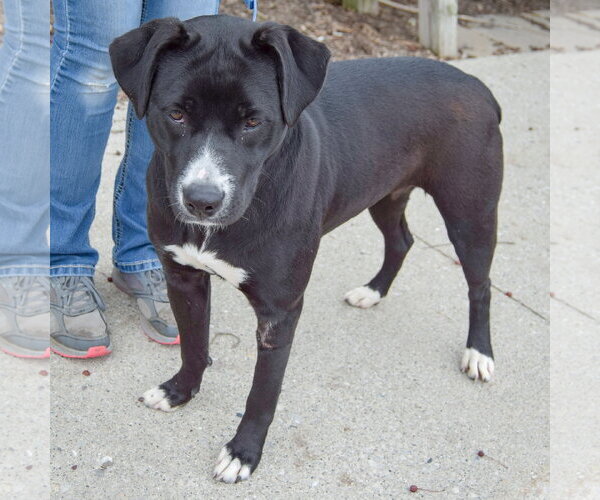 Medium Photo #6 Boxer-Unknown Mix Puppy For Sale in Huntley, IL, USA