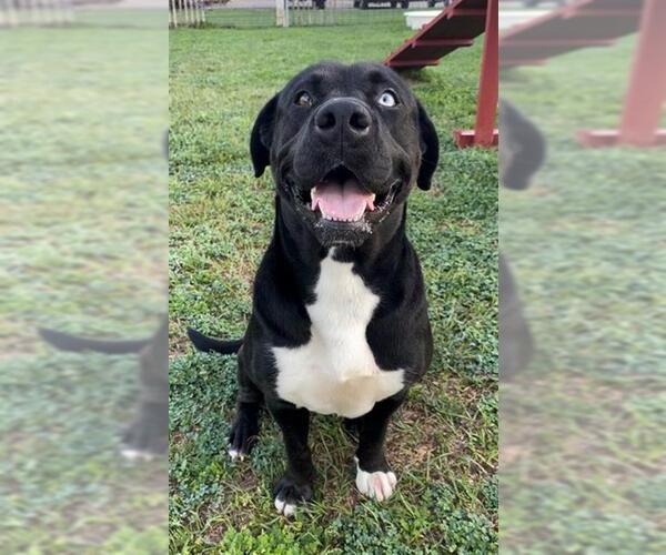 Medium Photo #2 Labrador Retriever-Unknown Mix Puppy For Sale in Rosenberg, TX, USA