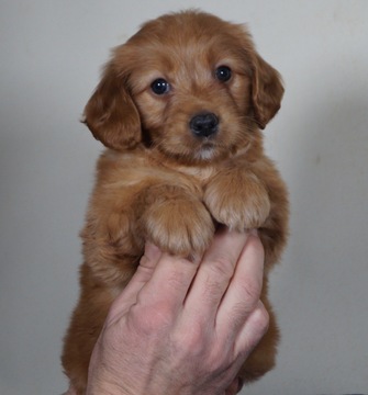 Medium Photo #1 Golden Retriever-Poodle (Toy) Mix Puppy For Sale in WARSAW, IN, USA
