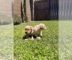 Small #6 English Cream Golden Retriever