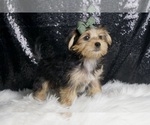 Small #3 Morkie