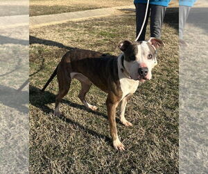 Mutt Dogs for adoption in Evansville, IN, USA