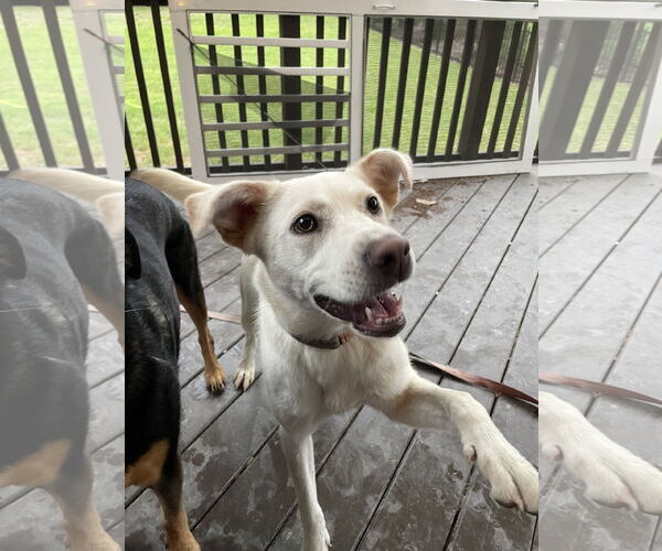 Medium Photo #2 Labrador Retriever-Unknown Mix Puppy For Sale in Garner, NC, USA