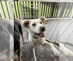 Small #1 Labrador Retriever Mix