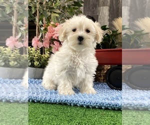 Coton de Tulear Puppy for sale in CANOGA, NY, USA