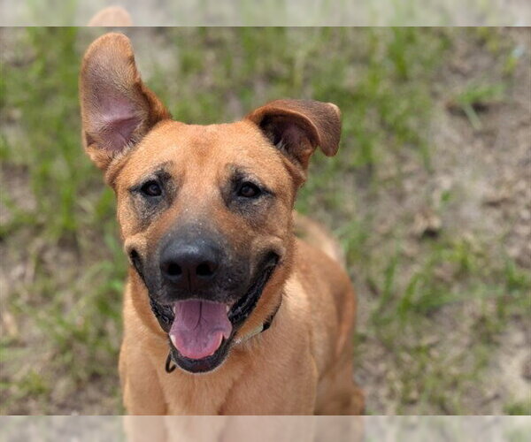 Medium Photo #1 Black Mouth Cur-Unknown Mix Puppy For Sale in Ocala, FL, USA