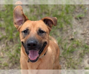 Black Mouth Cur-Unknown Mix Dogs for adoption in Ocala, FL, USA