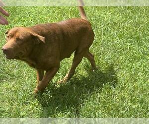 Labrador Retriever-Unknown Mix Dogs for adoption in Conroe, TX, USA