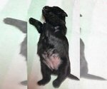 Small Photo #5 Scottish Terrier Puppy For Sale in WHITE CITY, OR, USA