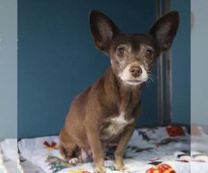 Chihuahua Dogs for adoption in San Antonio, TX, USA