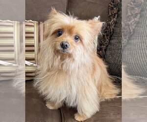 Mutt Dogs for adoption in Mundelein, IL, USA