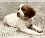 Small #7 Brittany