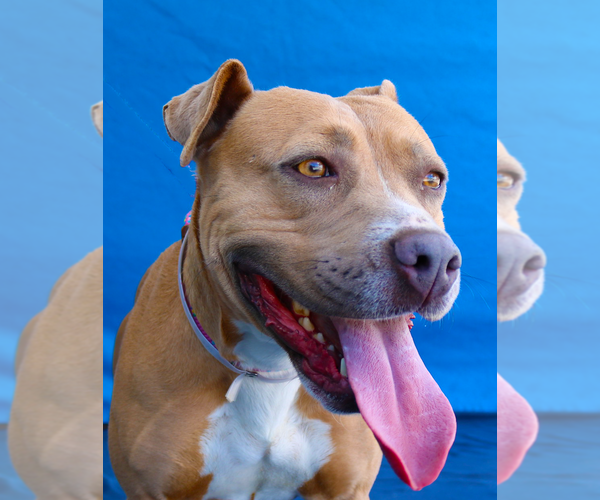 Medium Photo #2 Mutt Puppy For Sale in Pasadena, CA, USA