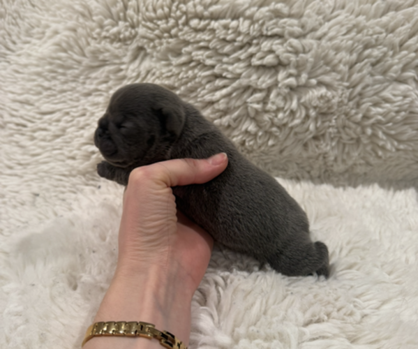 Medium Photo #2 French Bulldog Puppy For Sale in KALISPELL, MT, USA
