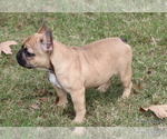 Small #28 French Bulldog
