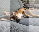 Small #2 Beagle Mix