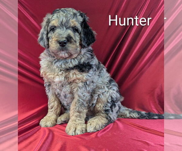Medium Photo #3 Bernedoodle Puppy For Sale in CANON CITY, CO, USA