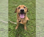 Small #1 Labrador Retriever Mix