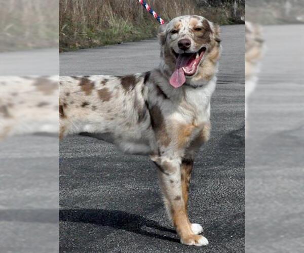 Medium Photo #1 Border-Aussie Puppy For Sale in Canfield, OH, USA