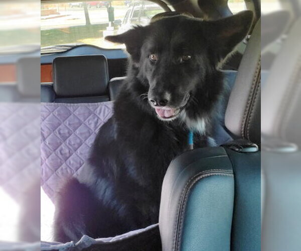 Medium Photo #3 Border Collie-Unknown Mix Puppy For Sale in Ventura, CA, USA