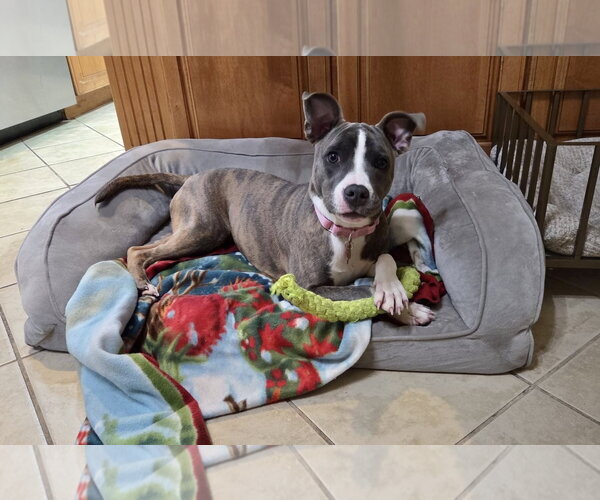 Medium Photo #21 Mutt Puppy For Sale in Mount Laurel, NJ, USA