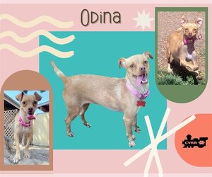 Chipin Dogs for adoption in Lindsay, CA, USA