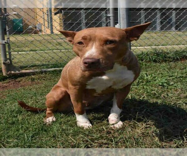 Medium Photo #1 American Pit Bull Terrier Puppy For Sale in Norman, OK, USA