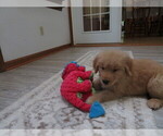 Small #11 Golden Retriever